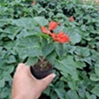 温馨中秋节祝福语送同学