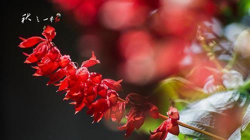 芿
