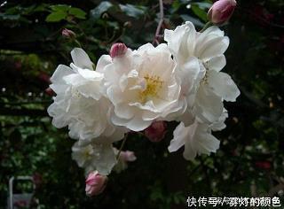 雩祝
