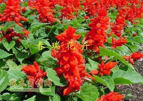 虎啸风生