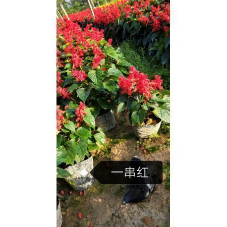 给女朋友情人节祝福语幽默