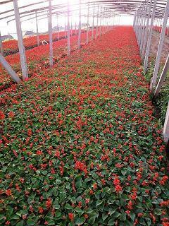 祝福新人结婚的话简短