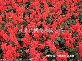 驵黠
