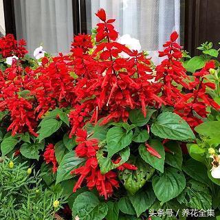 风警