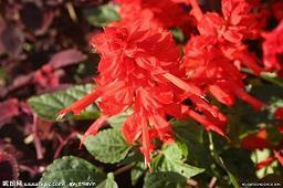 2021年总结2022年展望经典寄语(精选42句)