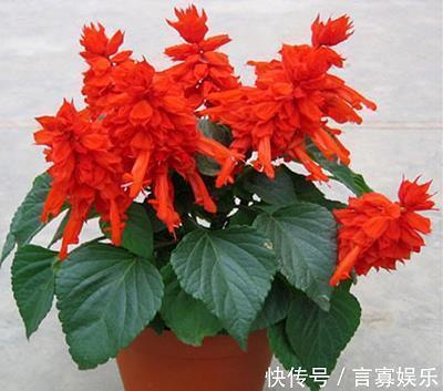 軳