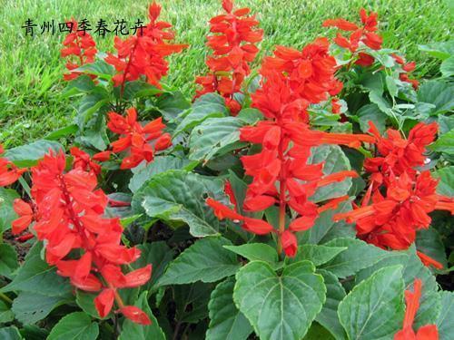 生活问候短信