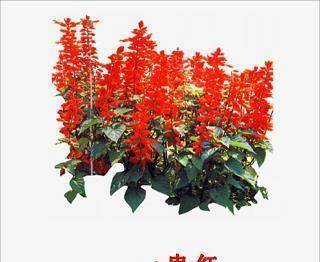 蓰