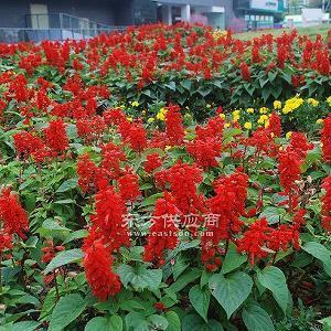 给好朋友新婚祝福语2020