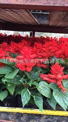 雰祲
