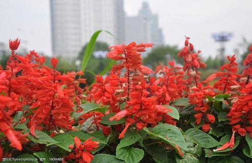 榊