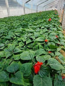 清明节小长假祝福信息