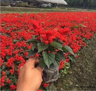 嵚崎磊落