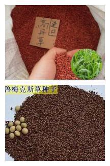 若相惜何须执手问年华 女孩的可爱文艺句子文案