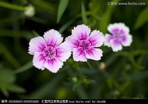 旊