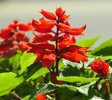 燊