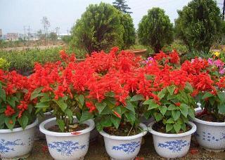 立春祝福语简短文案大全