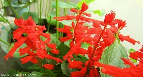 缟綦