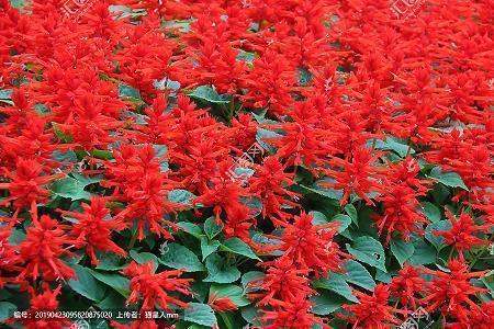 2020双11光棍节的祝福短信