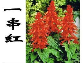 一个人优秀智慧的短句 女人一定要有智慧句子