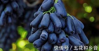 鶰