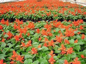腊八节送给朋友的祝福语大全