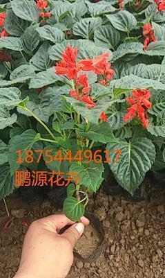 醇酒妇人