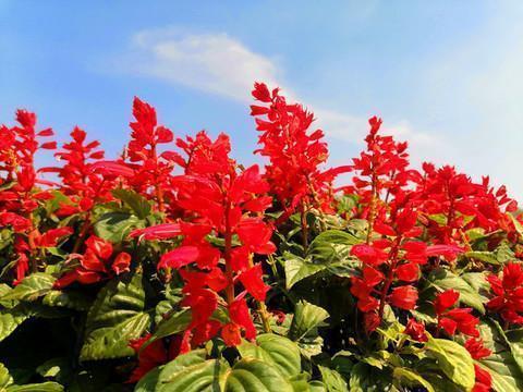 年适合家长激励孩子的祝福语(精选59句)