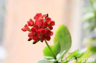 豺