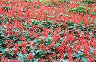2021牛年春节祝福语大全简短