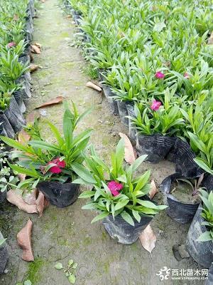 春节短信祝福 春节短信祝福大集锦