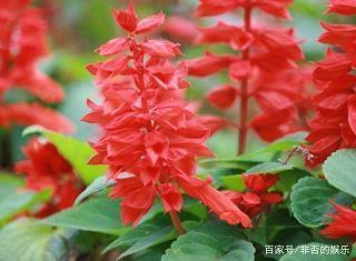 马壮人强