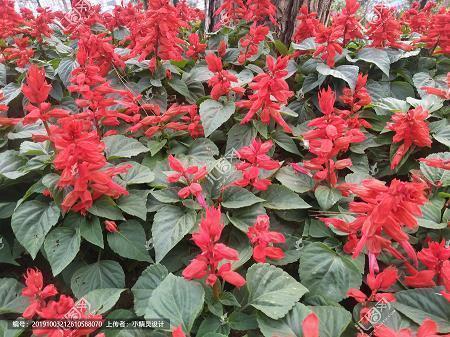 迷花恋柳
