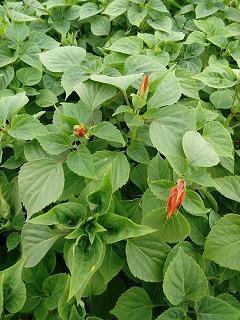 菑亩
