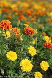 关于自律让自己优秀的句子75句