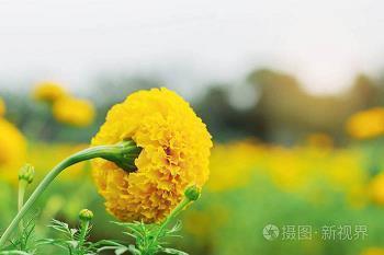 砊