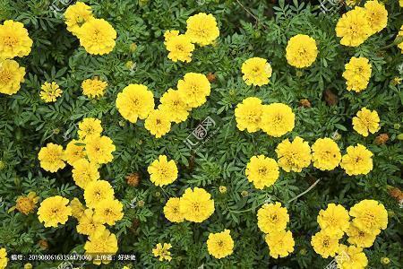 祝福新人结婚的话简短2021年(精选72条)