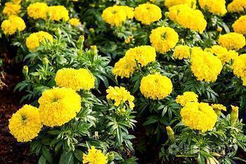 经典感恩节祝福语(精选91条)