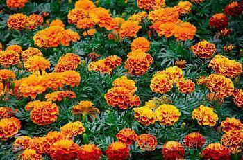 关于疫情结束解封发朋友圈的心情说说句子(精选17句)