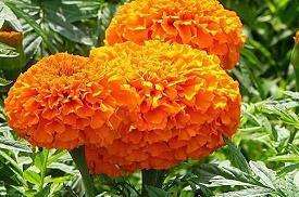 眼花撩乱