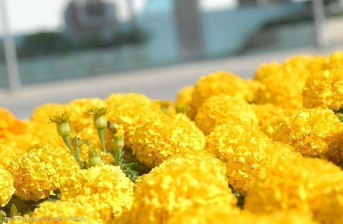 2021感恩节的祝福语送给老师(精选55条)