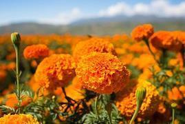 祝贺圣诞节祝福语大全