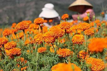 柳街花巷