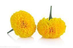 菾