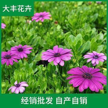 钝屯