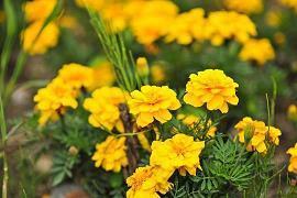 鲜俪