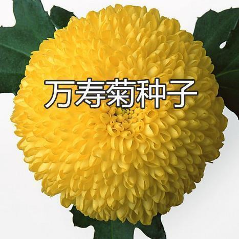 諴民