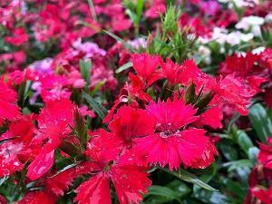 采药