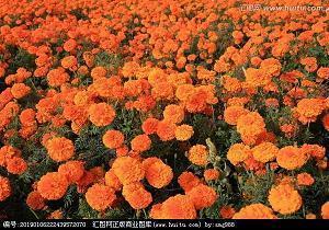 2020新年祝福语温馨简短