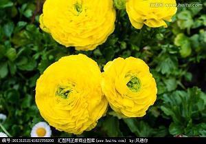 青丙